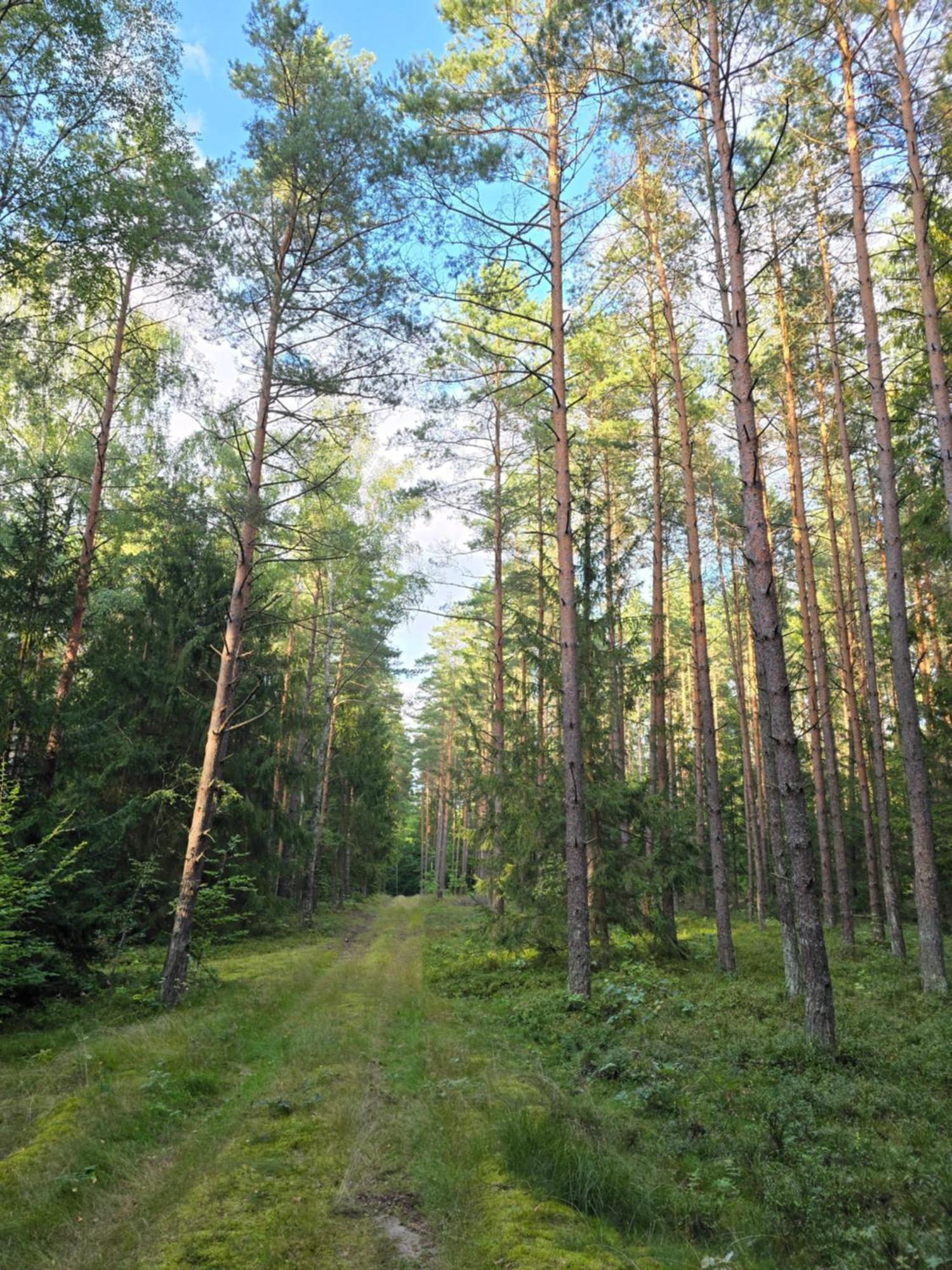 Вилла Bosko Siemiany - Bania, Jacuzzi, Kino Plenerowe, Ognisko, Rowery, Sup Экстерьер фото